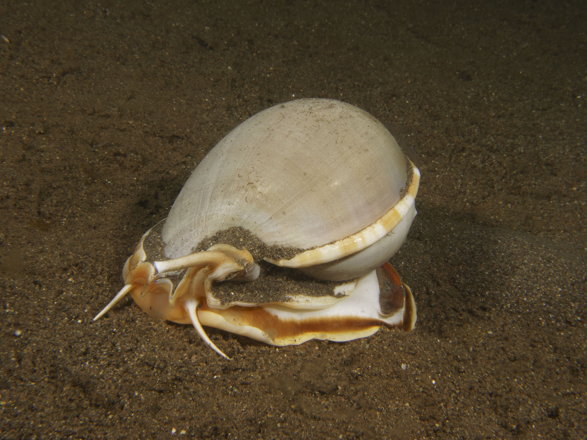 Phalium glaucum